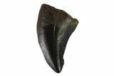 Theropod (Raptor) Tooth - Judith River Formation #133589-1